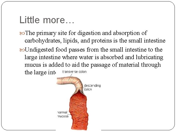 Little more… The primary site for digestion and absorption of carbohydrates, lipids, and proteins