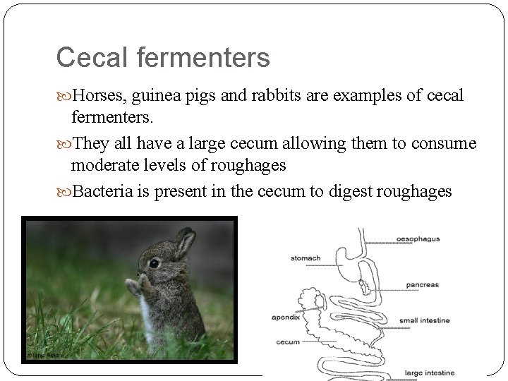 Cecal fermenters Horses, guinea pigs and rabbits are examples of cecal fermenters. They all