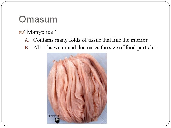 Omasum “Manyplies” A. Contains many folds of tissue that line the interior B. Absorbs