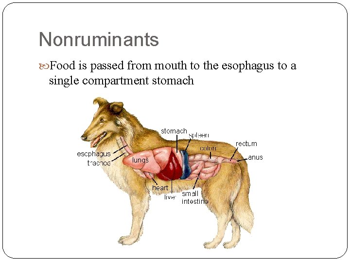 Nonruminants Food is passed from mouth to the esophagus to a single compartment stomach