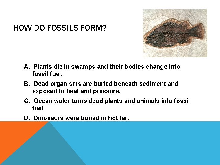 HOW DO FOSSILS FORM? A. Plants die in swamps and their bodies change into