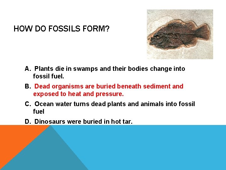 HOW DO FOSSILS FORM? A. Plants die in swamps and their bodies change into