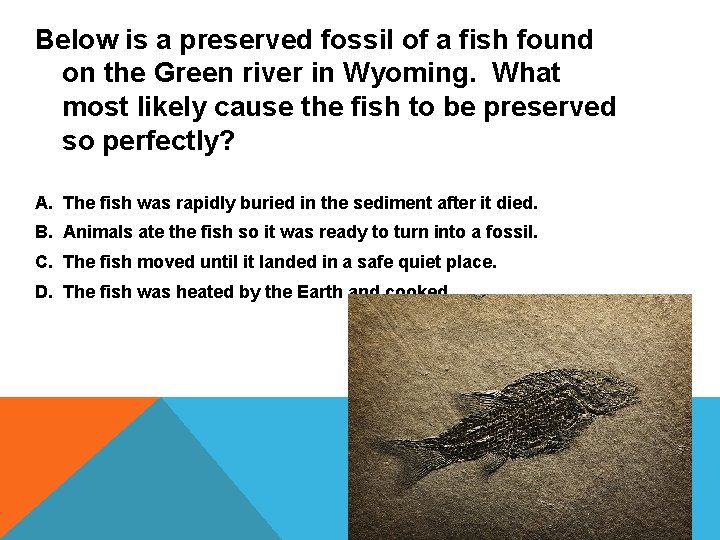 Below is a preserved fossil of a fish found on the Green river in