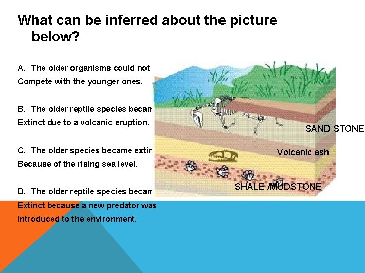 What can be inferred about the picture below? A. The older organisms could not