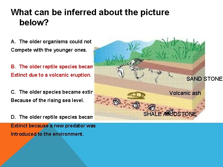 What can be inferred about the picture below? A. The older organisms could not