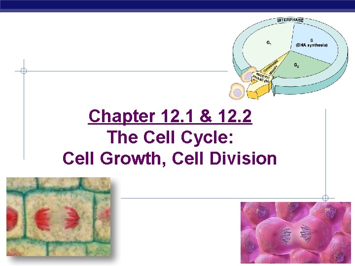 Chapter 12. 1 & 12. 2 The Cell Cycle: Cell Growth, Cell Division AP