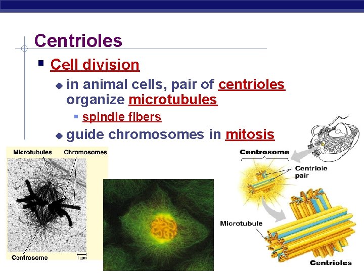 Centrioles Cell division in animal cells, pair of centrioles organize microtubules spindle fibers AP