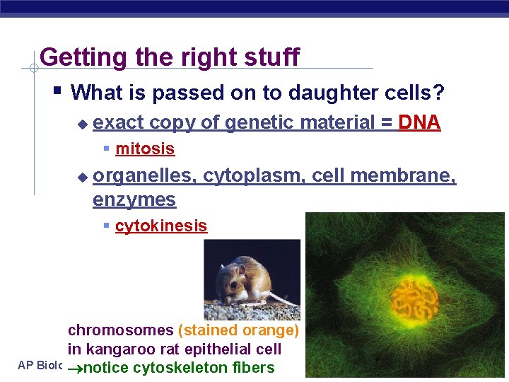 Getting the right stuff What is passed on to daughter cells? exact copy of