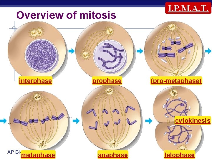 Overview of mitosis interphase prophase I. P. M. A. T. (pro-metaphase) cytokinesis AP Biology