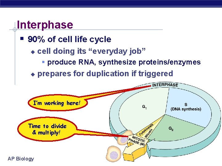 Interphase 90% of cell life cycle cell doing its “everyday job” produce RNA, synthesize