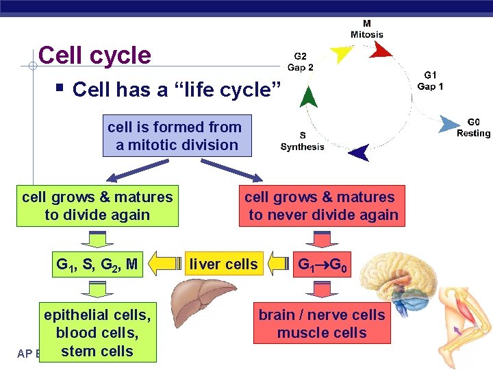 Cell cycle Cell has a “life cycle” cell is formed from a mitotic division