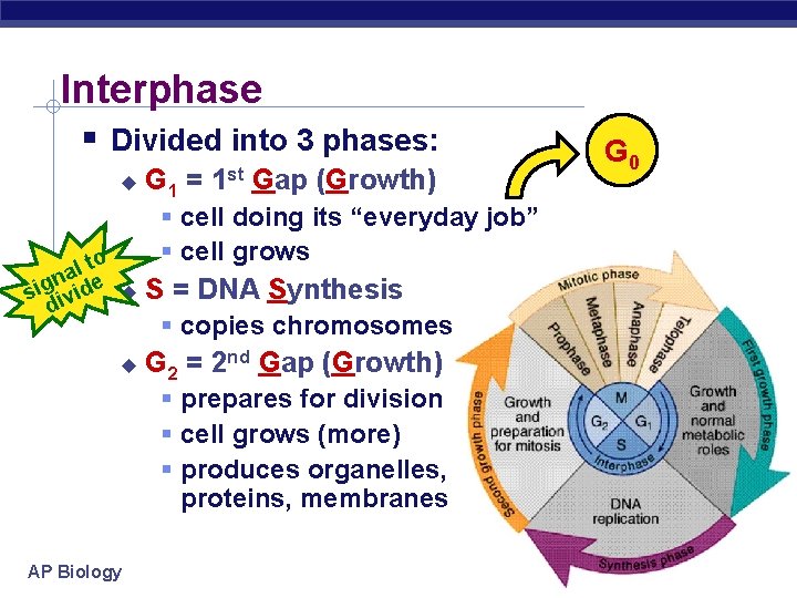 Interphase Divided into 3 phases: l to a n sig ivide d G 1