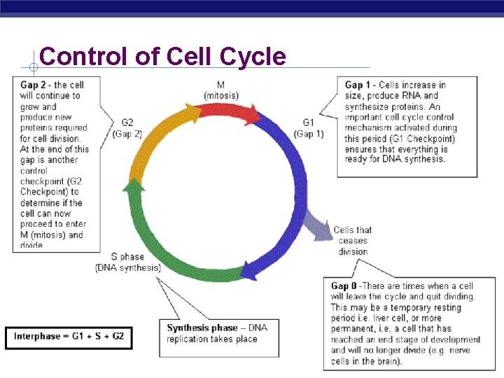 Control of Cell Cycle AP Biology 