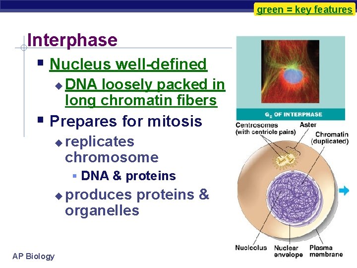 green = key features Interphase Nucleus well-defined DNA loosely packed in long chromatin fibers