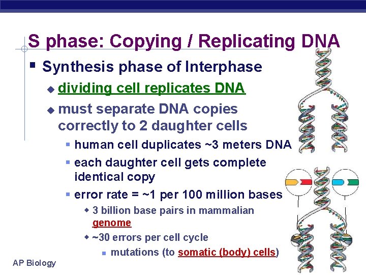S phase: Copying / Replicating DNA Synthesis phase of Interphase dividing cell replicates DNA