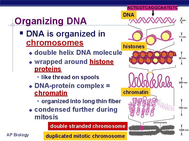 ACTGGTCAGGCAATGTC Organizing DNA is organized in chromosomes double helix DNA molecule wrapped around histone