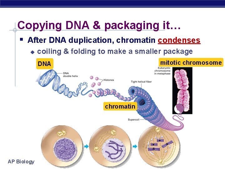 Copying DNA & packaging it… After DNA duplication, chromatin condenses coiling & folding to