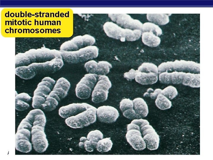 double-stranded mitotic human chromosomes AP Biology 