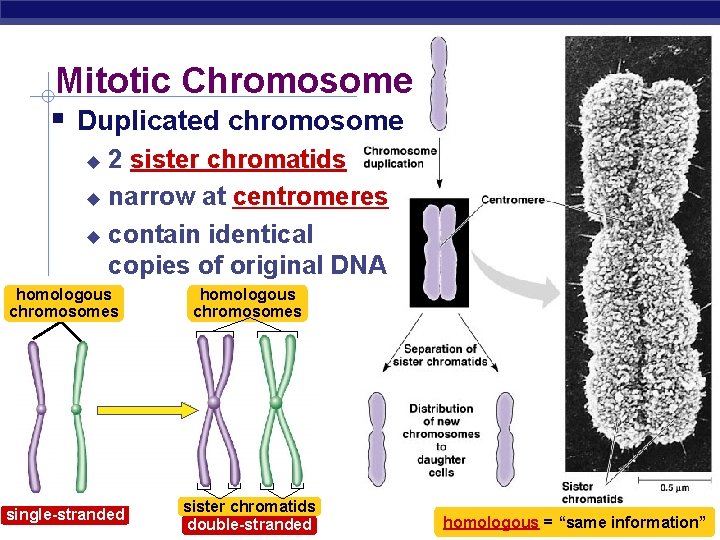 Mitotic Chromosome Duplicated chromosome 2 sister chromatids narrow at centromeres contain identical copies of