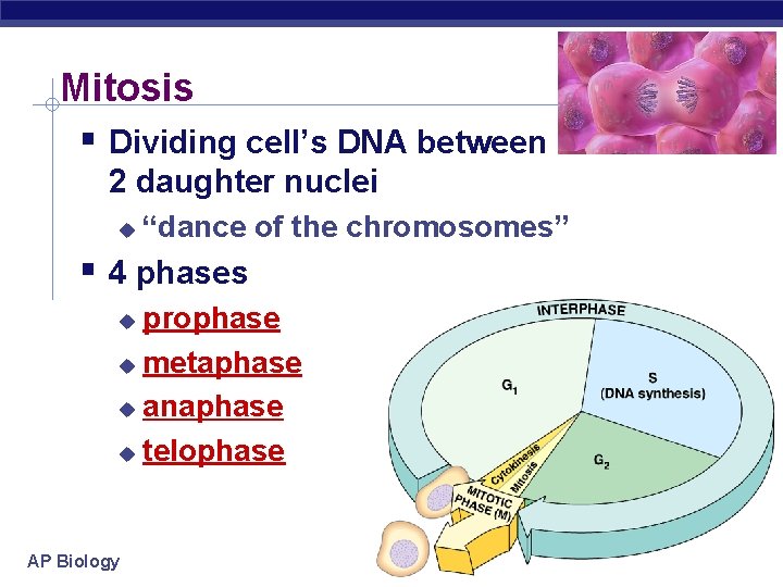 Mitosis Dividing cell’s DNA between 2 daughter nuclei “dance of the chromosomes” 4 phases