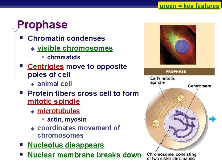 green = key features Prophase Chromatin condenses visible chromosomes chromatids Centrioles move to opposite