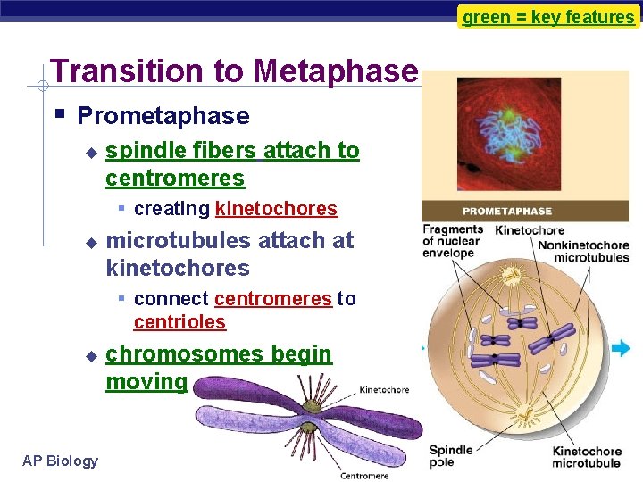 green = key features Transition to Metaphase Prometaphase spindle fibers attach to centromeres creating