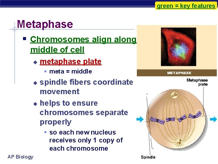 green = key features Metaphase Chromosomes align along middle of cell metaphase plate meta