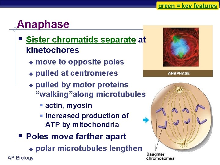 green = key features Anaphase Sister chromatids separate at kinetochores move to opposite poles