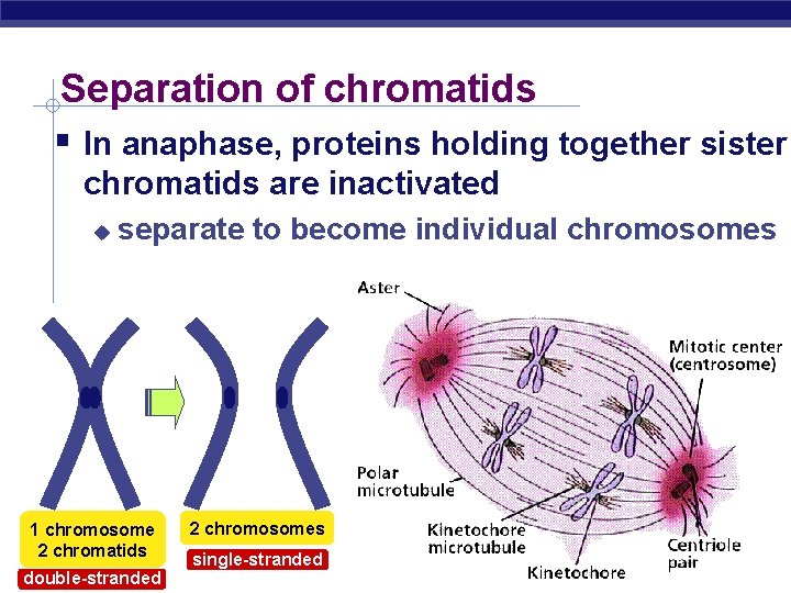 Separation of chromatids In anaphase, proteins holding together sister chromatids are inactivated separate to