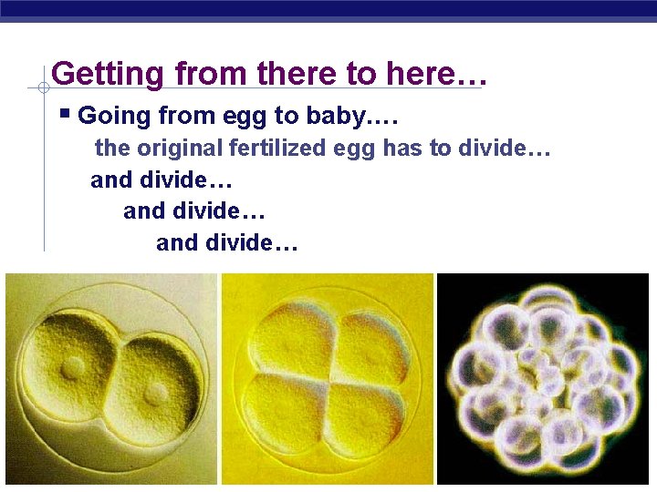 Getting from there to here… Going from egg to baby…. the original fertilized egg