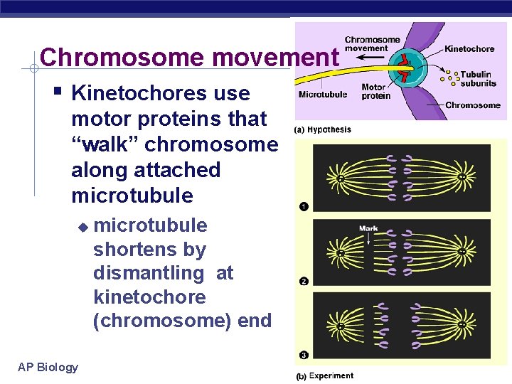 Chromosome movement Kinetochores use motor proteins that “walk” chromosome along attached microtubule AP Biology