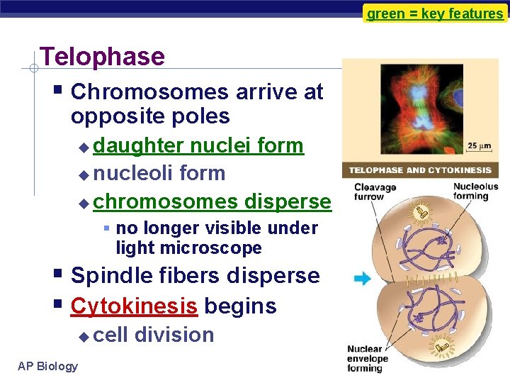 green = key features Telophase Chromosomes arrive at opposite poles daughter nuclei form nucleoli