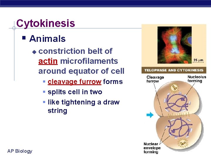 Cytokinesis Animals constriction belt of actin microfilaments around equator of cell cleavage furrow forms