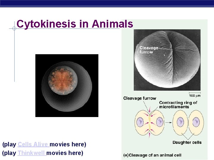 Cytokinesis in Animals (play Cells Alive movies here) AP Biology (play Thinkwell movies here)