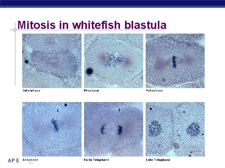 Mitosis in whitefish blastula AP Biology 