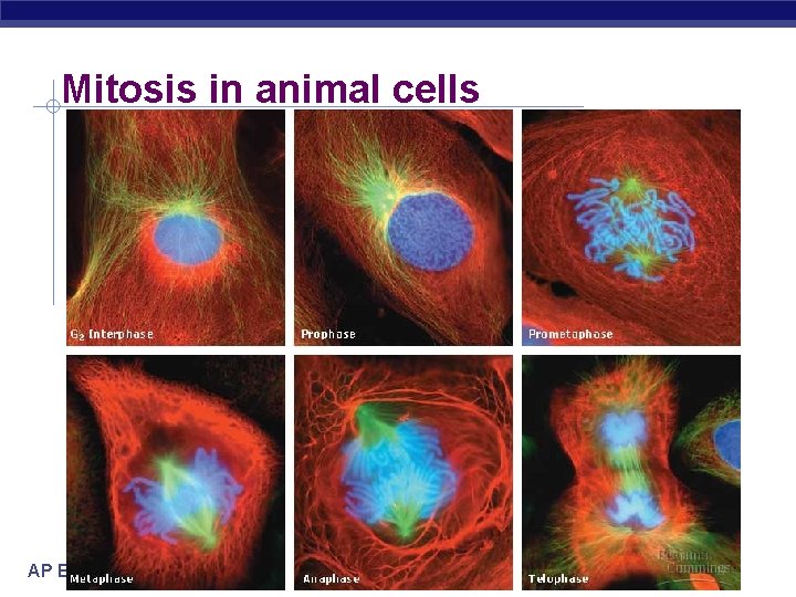 Mitosis in animal cells AP Biology 