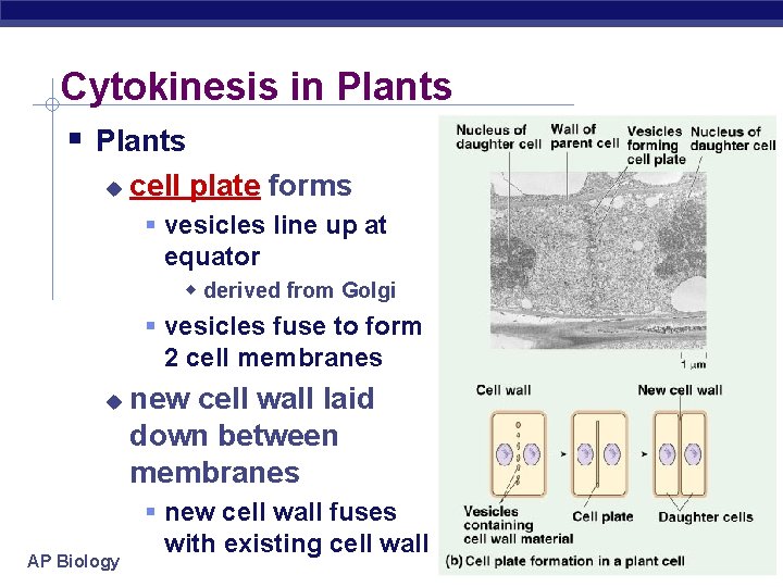 Cytokinesis in Plants cell plate forms vesicles line up at equator derived from Golgi