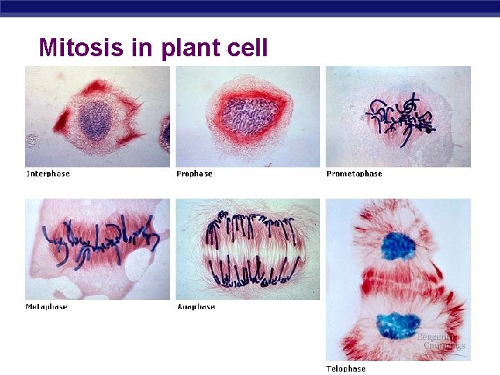Mitosis in plant cell AP Biology 