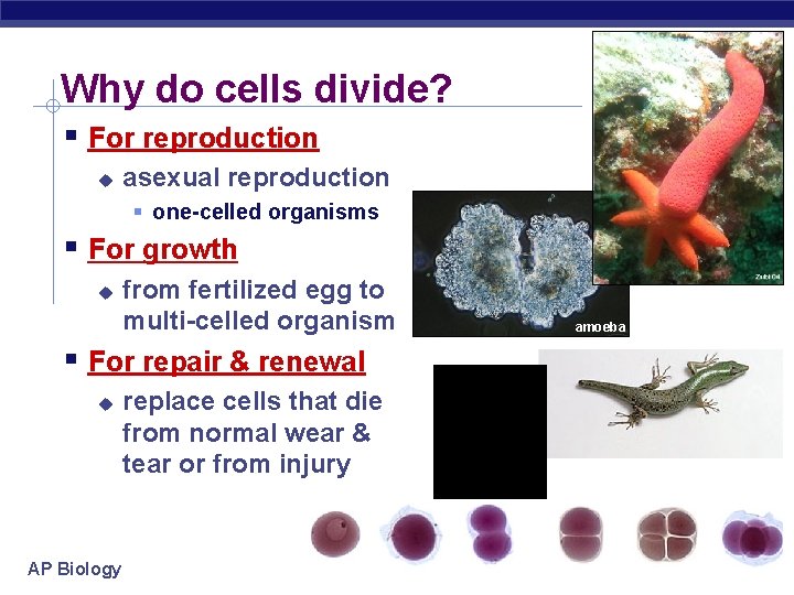 Why do cells divide? For reproduction asexual reproduction one-celled organisms For growth from fertilized