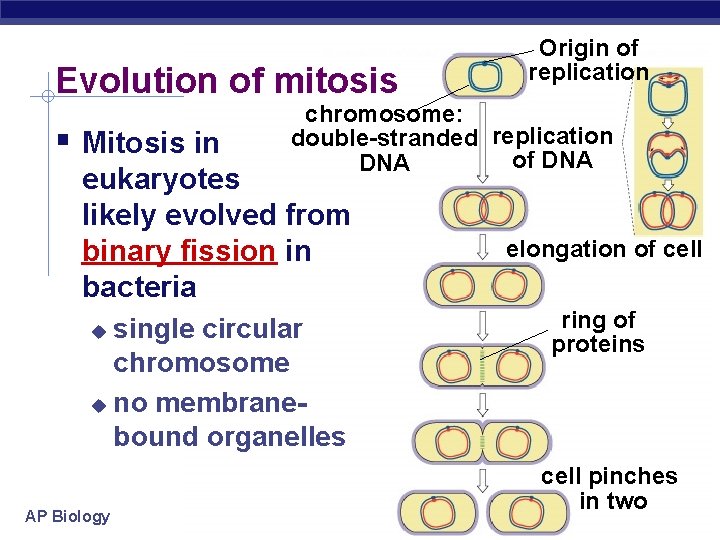 Evolution of mitosis Mitosis in chromosome: double-stranded replication of DNA eukaryotes likely evolved from