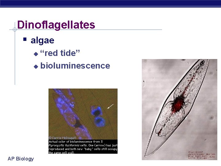 Dinoflagellates algae “red tide” bioluminescence AP Biology 