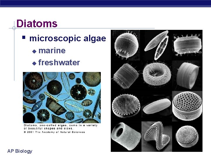 Diatoms microscopic algae marine freshwater AP Biology 