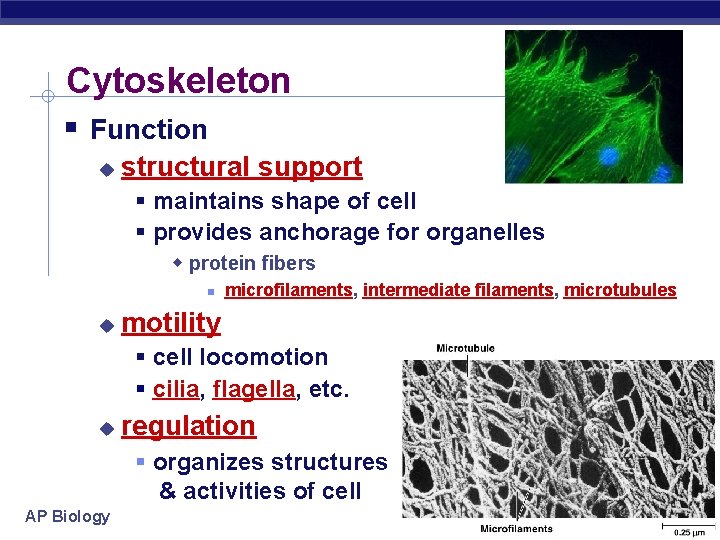 Cytoskeleton Function structural support maintains shape of cell provides anchorage for organelles protein fibers