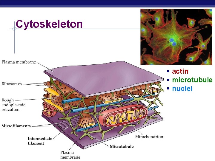 Cytoskeleton actin microtubule nuclei AP Biology 