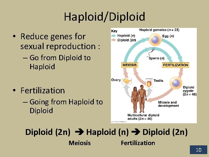 Haploid/Diploid • Reduce genes for sexual reproduction : – Go from Diploid to Haploid