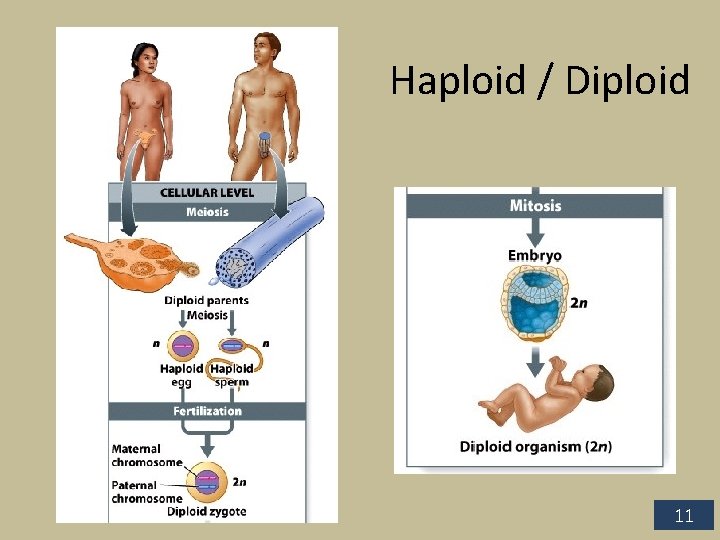 Haploid / Diploid 11 