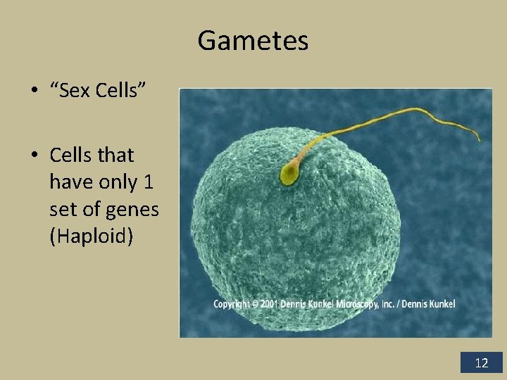 Gametes • “Sex Cells” • Cells that have only 1 set of genes (Haploid)