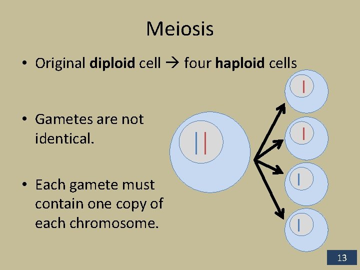 Meiosis • Original diploid cell four haploid cells • Gametes are not identical. •