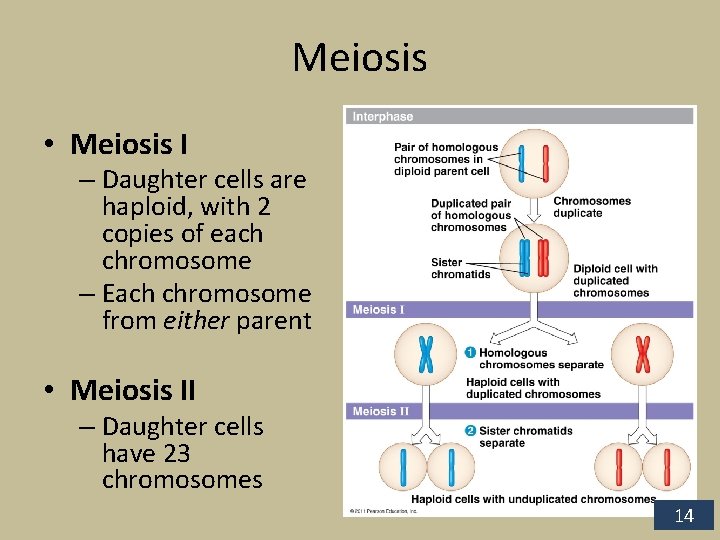 Meiosis • Meiosis I – Daughter cells are haploid, with 2 copies of each