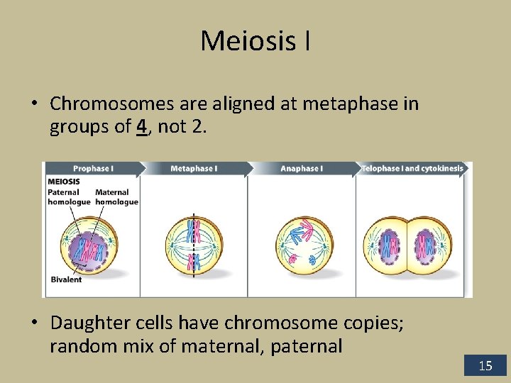 Meiosis I • Chromosomes are aligned at metaphase in groups of 4, not 2.
